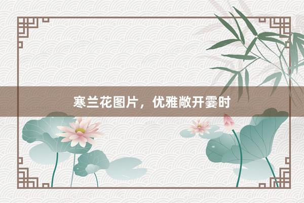 寒兰花图片，优雅敞开霎时