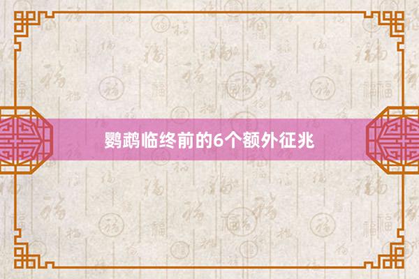 鹦鹉临终前的6个额外征兆